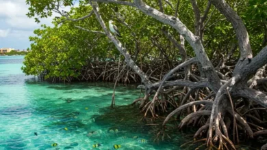 avanza recuperación de manglares en yucatán; restauran cerca de 70 hectáreas en zonas costeras