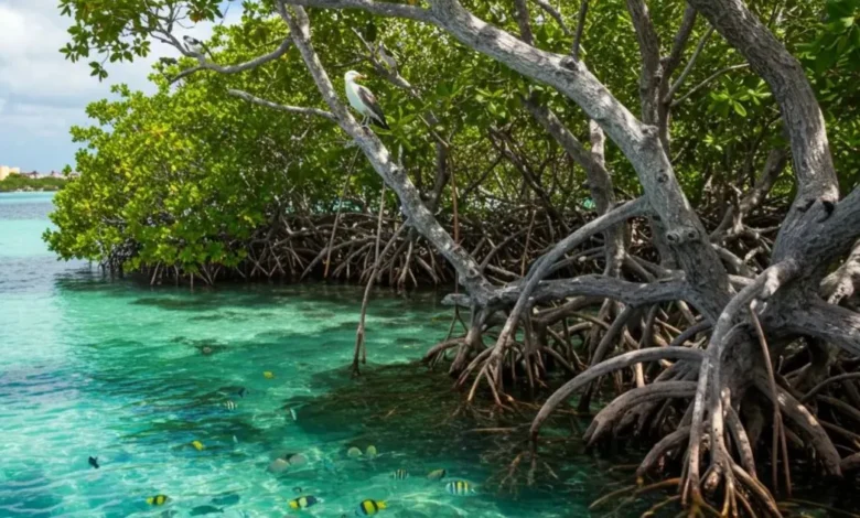 avanza recuperación de manglares en yucatán; restauran cerca de 70 hectáreas en zonas costeras