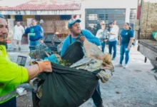 ayuntamiento de mérida retira 76 toneladas de basura de predios acumuladores