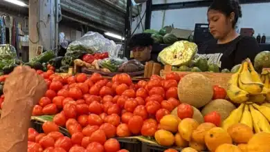 cae en picada el precio del tomate y el limón en yucatán hasta 3.5 pesos por kilo