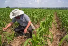 camino sacacosechas avanza para fortalecer la producción rural en yucatán
