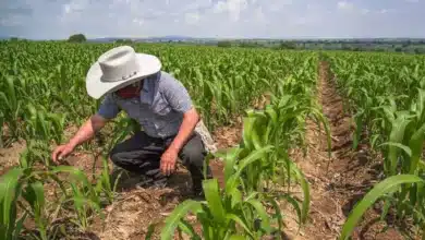 camino sacacosechas avanza para fortalecer la producción rural en yucatán