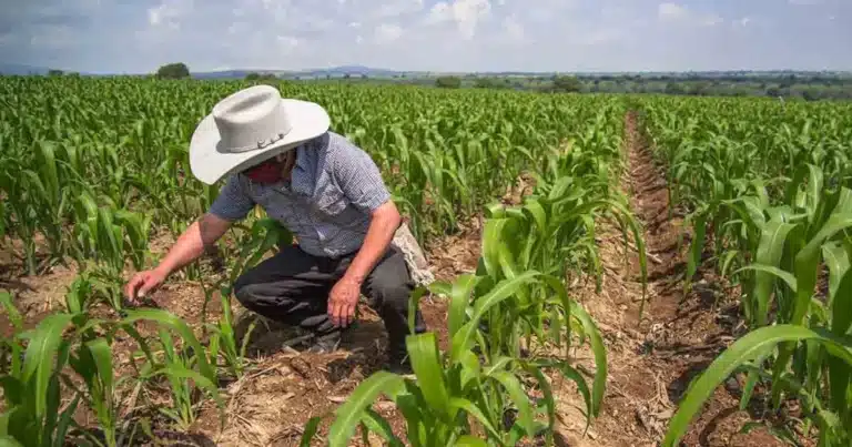 camino sacacosechas avanza para fortalecer la producción rural en yucatán