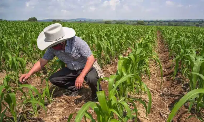 camino sacacosechas avanza para fortalecer la producción rural en yucatán