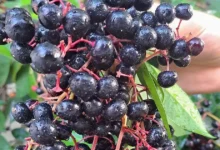 chagalapoli, la fruta ancestral de los tuxtlas que preserva la tradición y apoya la conservación ambiental