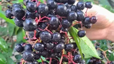 chagalapoli, la fruta ancestral de los tuxtlas que preserva la tradición y apoya la conservación ambiental