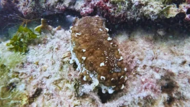 confirman reaparición del pepino de mar en la zona de refugio pesquero de celestún