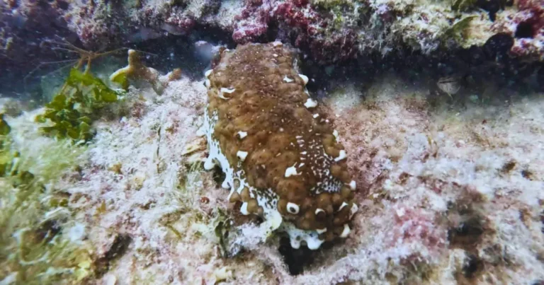 confirman reaparición del pepino de mar en la zona de refugio pesquero de celestún