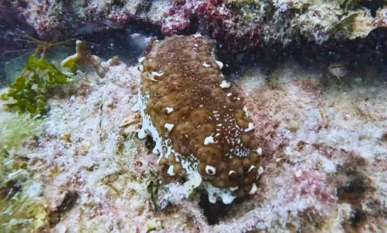 confirman reaparición del pepino de mar en la zona de refugio pesquero de celestún