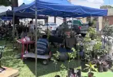 corredor botánico llegará este domingo a mérida con plantas, bazar y actividades para toda la familia