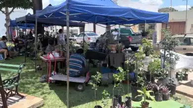 corredor botánico llegará este domingo a mérida con plantas, bazar y actividades para toda la familia