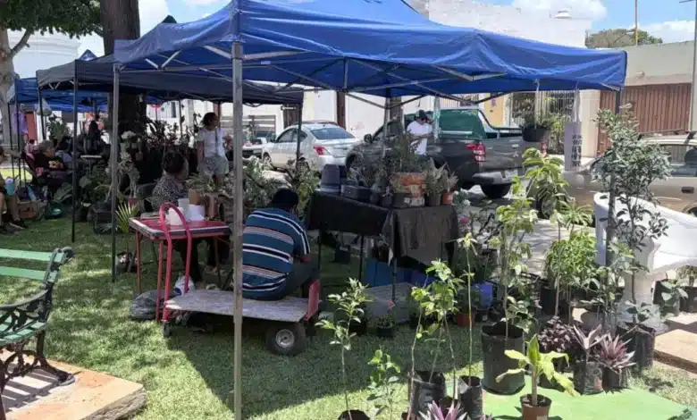 corredor botánico llegará este domingo a mérida con plantas, bazar y actividades para toda la familia