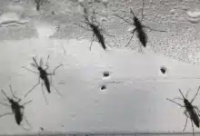 dengue cae 87% en yucatán y estado mantiene solo 10 casos confirmados