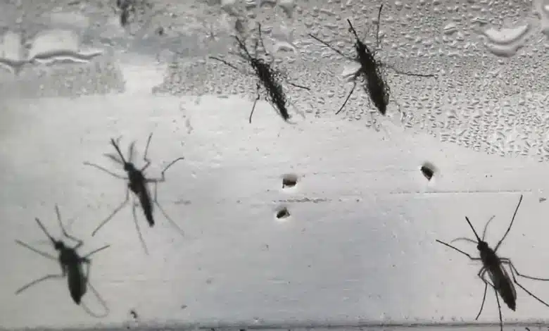 dengue cae 87% en yucatán y estado mantiene solo 10 casos confirmados