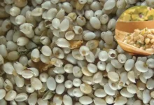 El caviar prehispánico de los emperadores que enfrenta la extinción en el país (Fotos por Asociación Mexicana de Restaurantes y México Desconocido)