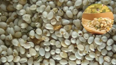 El caviar prehispánico de los emperadores que enfrenta la extinción en el país (Fotos por Asociación Mexicana de Restaurantes y México Desconocido)