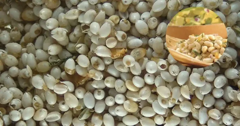 El caviar prehispánico de los emperadores que enfrenta la extinción en el país (Fotos por Asociación Mexicana de Restaurantes y México Desconocido)