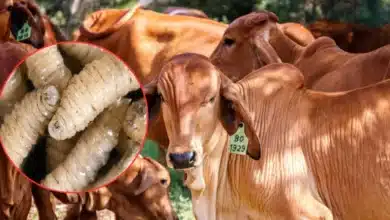 Confirman primer caso de gusano barrenador en EU (Fotos de internet)