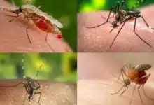 ¿Mosquitos gigantes en Yucatán? Salud estatal aclara sobre su peligro (Foto de cortesía)
