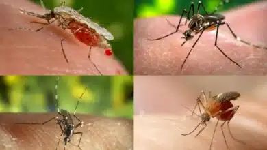 ¿Mosquitos gigantes en Yucatán? Salud estatal aclara sobre su peligro (Foto de cortesía)