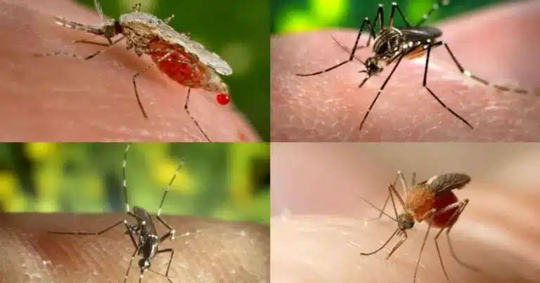 ¿Mosquitos gigantes en Yucatán? Salud estatal aclara sobre su peligro (Foto de cortesía)
