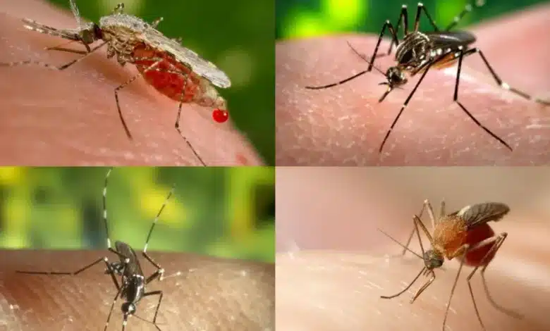 ¿Mosquitos gigantes en Yucatán? Salud estatal aclara sobre su peligro (Foto de cortesía)