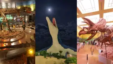 Mejores museos de dinosaurios en México (Fotos de internet y Jonathan Pineda)