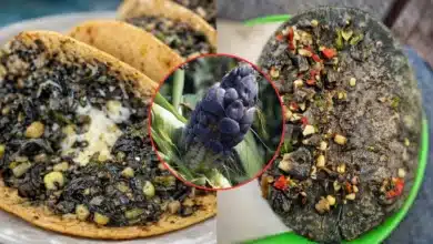 Huitlacoche, tesoro de la gastronomía mexicana que trasciende (Fotos de internet)
