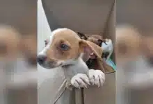 erik rihani invita a dar un hogar a perros y gatos en adopción durante junio