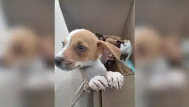 erik rihani invita a dar un hogar a perros y gatos en adopción durante junio
