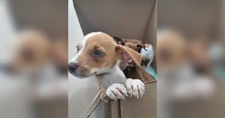 erik rihani invita a dar un hogar a perros y gatos en adopción durante junio