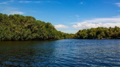 estero el chupadero, el tesoro natural de colima rodeado de manglares y vida silvestre