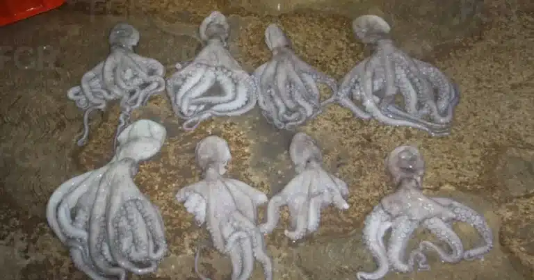 fgr vincula a proceso a dos hombres por traslado ilegal pulpo maya en veda