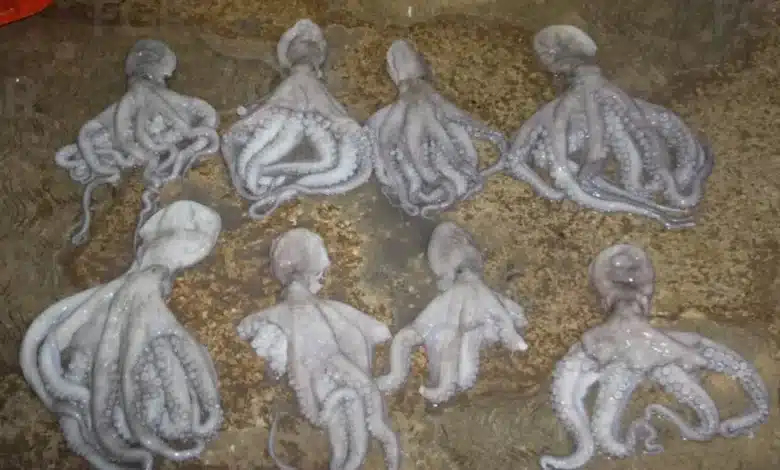 fgr vincula a proceso a dos hombres por traslado ilegal pulpo maya en veda