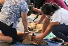 kanasín realiza campaña inédita de esterilización gratuita y busca superar 500 cirugías