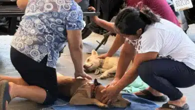 kanasín realiza campaña inédita de esterilización gratuita y busca superar 500 cirugías