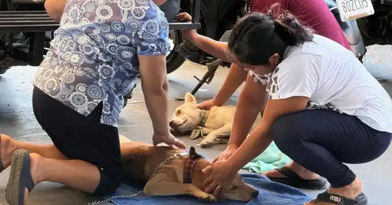 kanasín realiza campaña inédita de esterilización gratuita y busca superar 500 cirugías