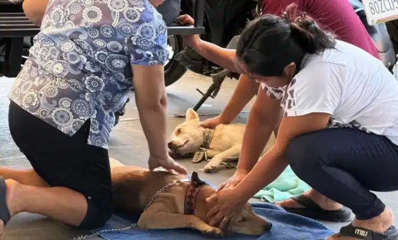 kanasín realiza campaña inédita de esterilización gratuita y busca superar 500 cirugías