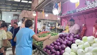 la cebolla en la cocina yucateca tres variedades que transforman el sabor de los platillos tradicionales