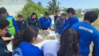 liberan tortuga blanca tras meses de recuperación en progreso