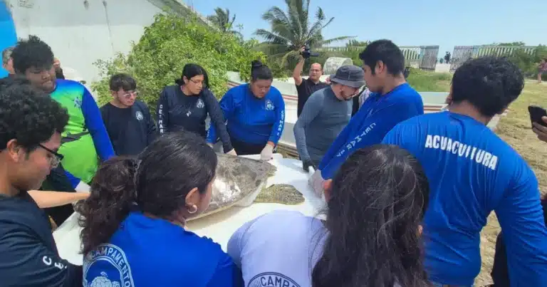 liberan tortuga blanca tras meses de recuperación en progreso