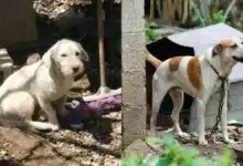 lluvias elevan riesgos para mascotas piden reforzar cuidados en mérida
