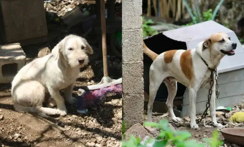 lluvias elevan riesgos para mascotas piden reforzar cuidados en mérida
