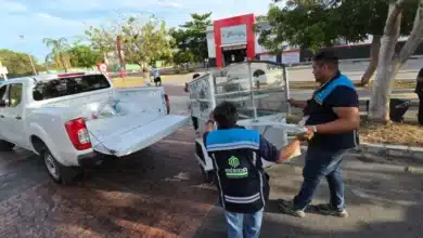 mérida realiza 16 operativos de alto impacto y retira 102 comercios irregulares en la vía pública