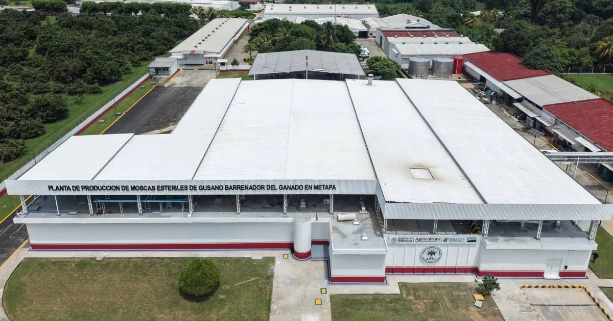 Claudia Sheinbaum inaugura planta de producción de moscas estériles del gusano barrenador del ganado en Metapa de Domínguez, Chiapas 
