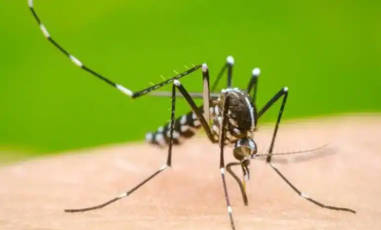 Yucatán reduce 40% los casos de dengue y refuerza fumigación en los 106 municipios