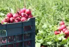 recorrerán municipios para evaluar daños en el campo tras intensas lluvias