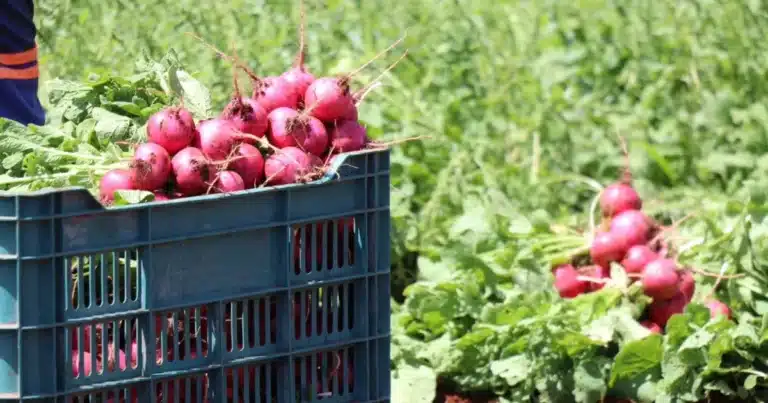 recorrerán municipios para evaluar daños en el campo tras intensas lluvias