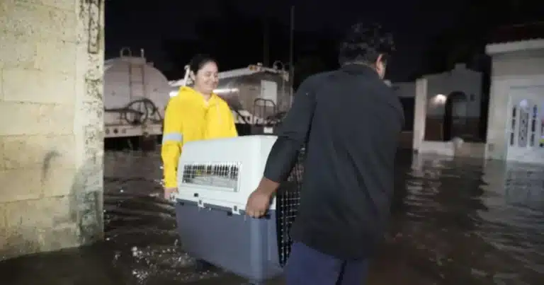 rescatan más de 40 perros y gatos tras intensas lluvias en mérida