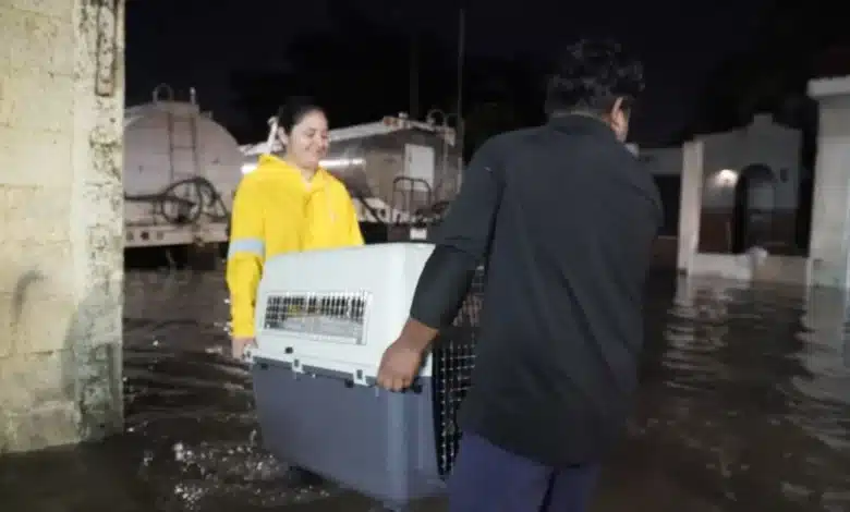rescatan más de 40 perros y gatos tras intensas lluvias en mérida